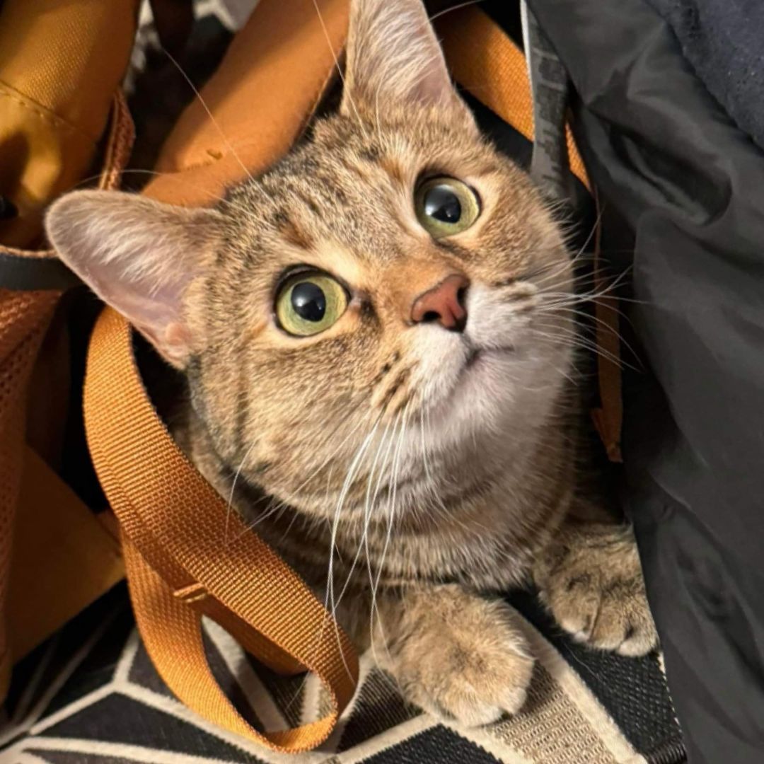 Emily, Adoptable, Adult Female Domestic Short Hair.