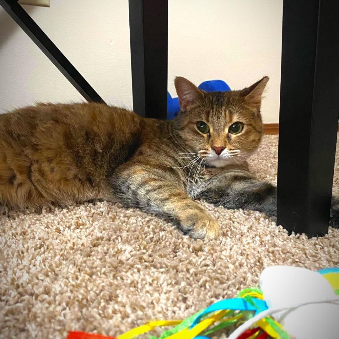 Enlarge Emily, a Adoptable Domestic Short Hair in Cleveland, OH image 6/6