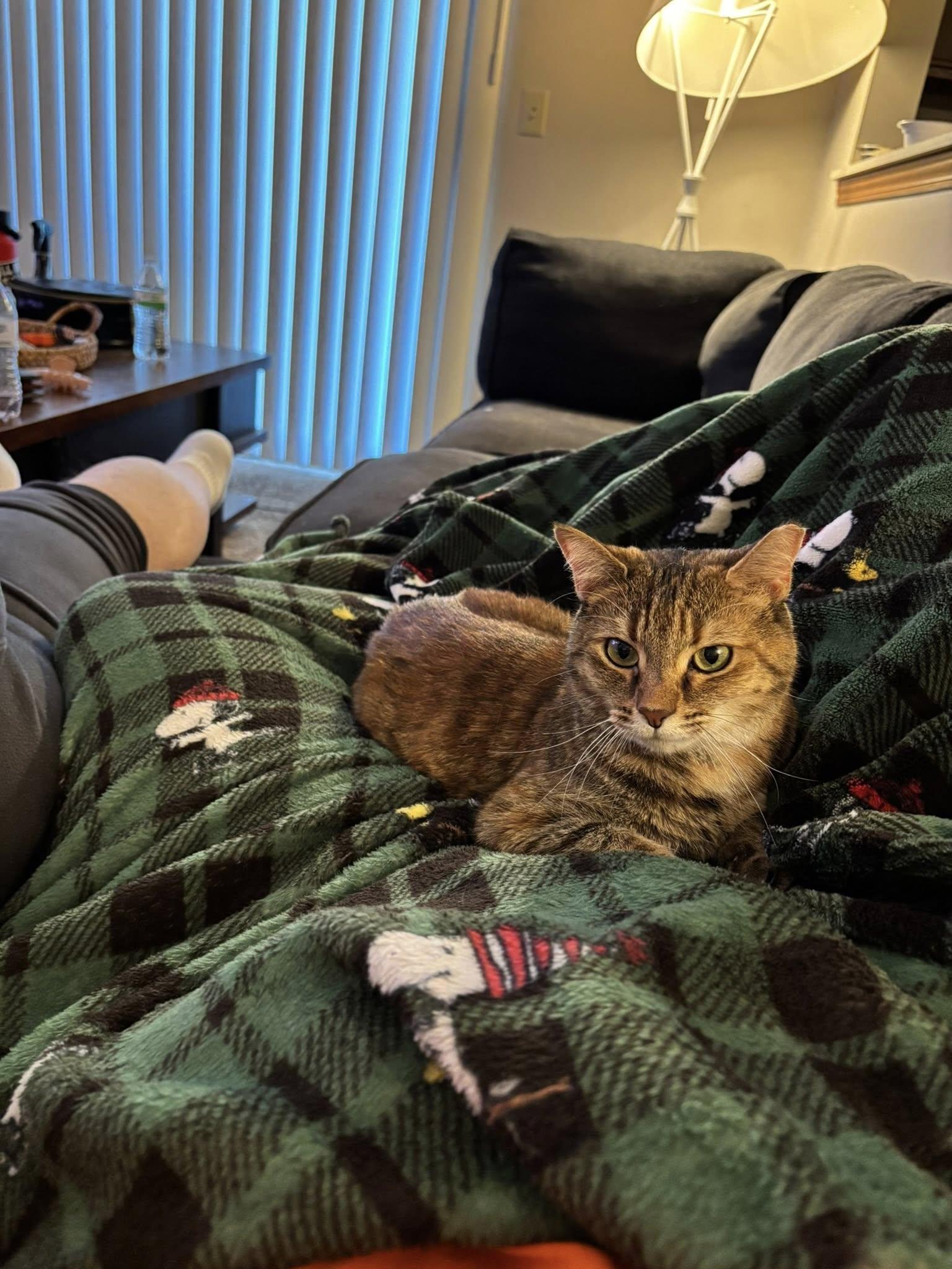 Enlarge Emily, a Adoptable Domestic Short Hair in Cleveland, OH image 3/6