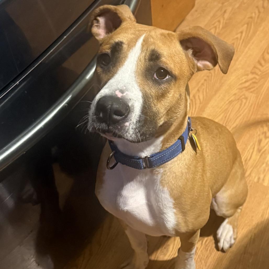 Enlarge Cadbury, a Adoptable mixed breed in Avon, OH image 1/6