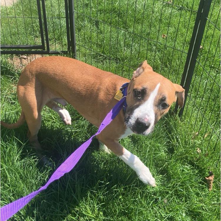 Cadbury, a Adoptable mixed breed in Avon, OH image 1/5