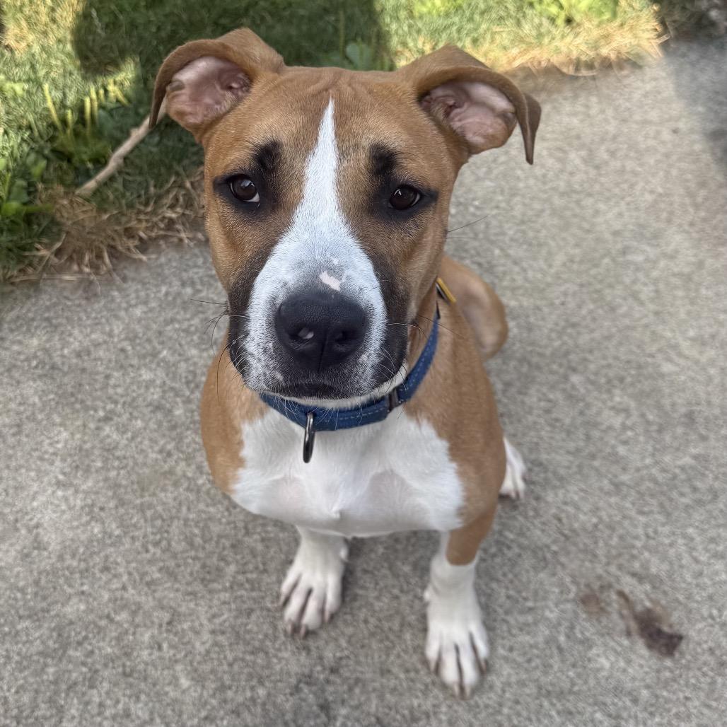 Cadbury, a Adoptable mixed breed in Avon, OH image 2/6