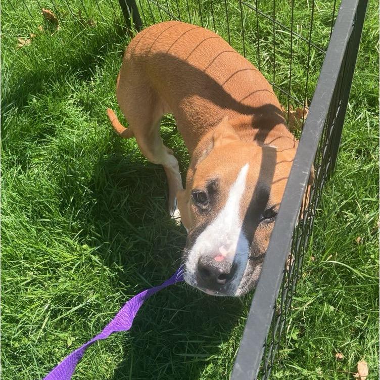 Cadbury, a Adoptable mixed breed in Avon, OH image 2/5