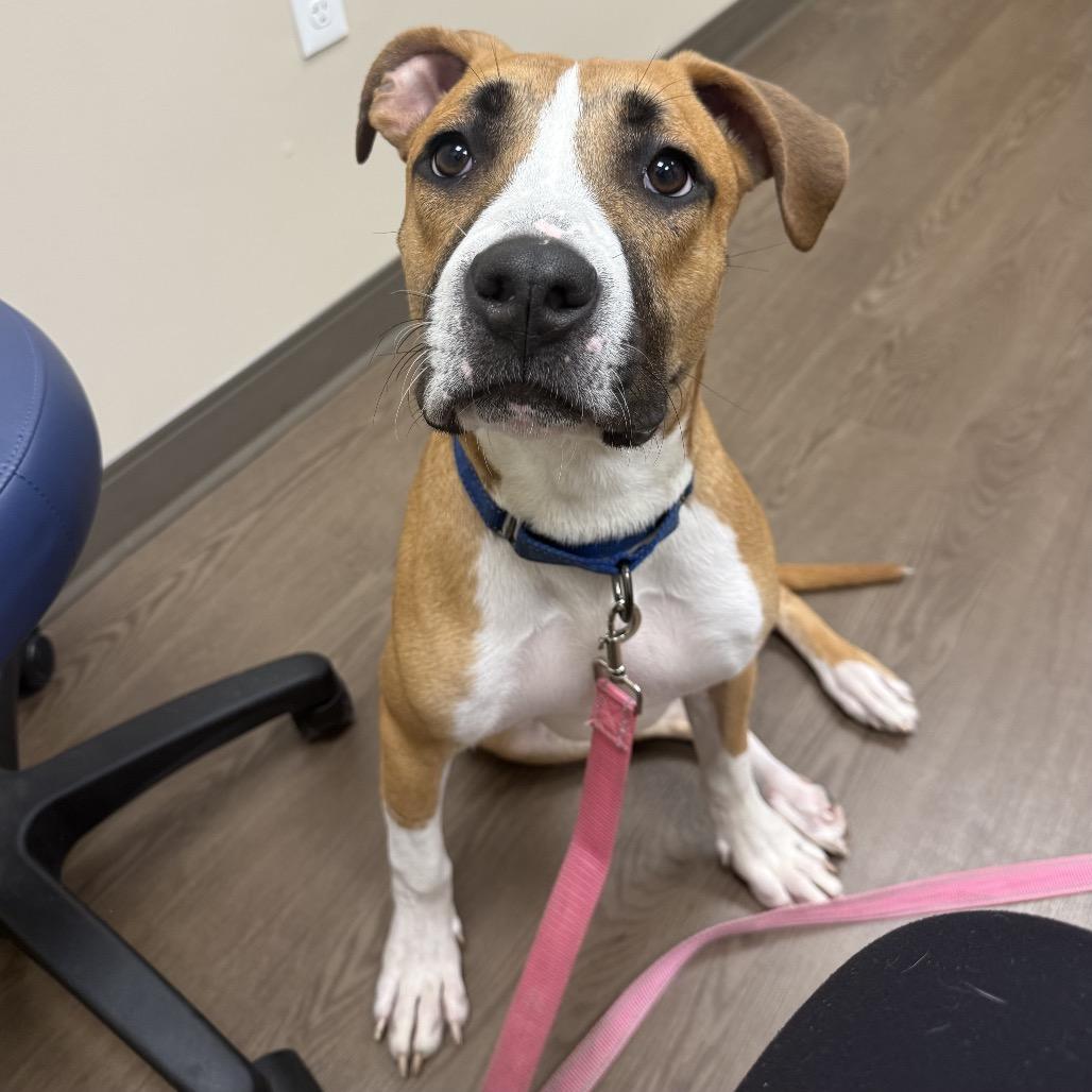 Enlarge Cadbury, a Adoptable mixed breed in Avon, OH image 3/6