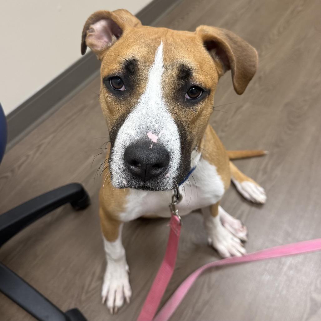 Enlarge Cadbury, a Adoptable mixed breed in Avon, OH image 4/6