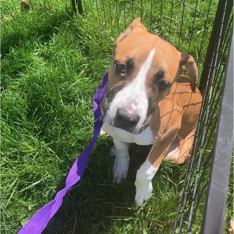 Cadbury, a Adoptable mixed breed in Avon, OH image 3/5