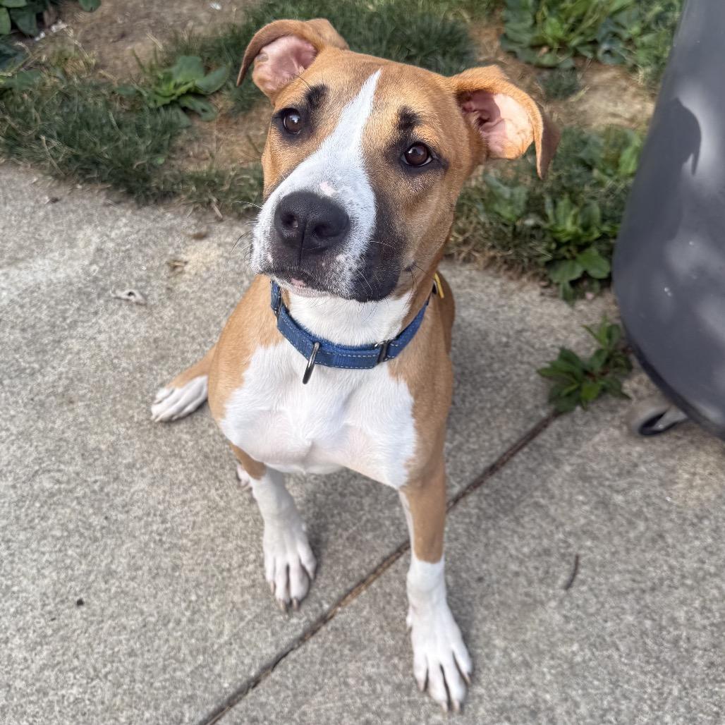 Enlarge Cadbury, a Adoptable mixed breed in Avon, OH image 5/6