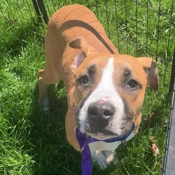 Cadbury, a Adoptable mixed breed in Avon, OH image 4/5