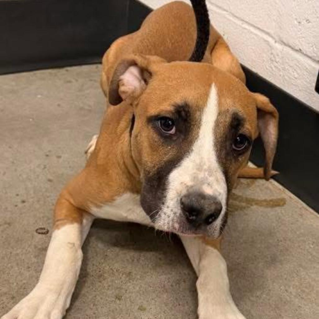Cadbury, a Adoptable mixed breed in Avon, OH image 5/5