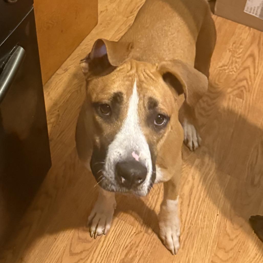 Enlarge Cadbury, a Adoptable mixed breed in Avon, OH image 6/6