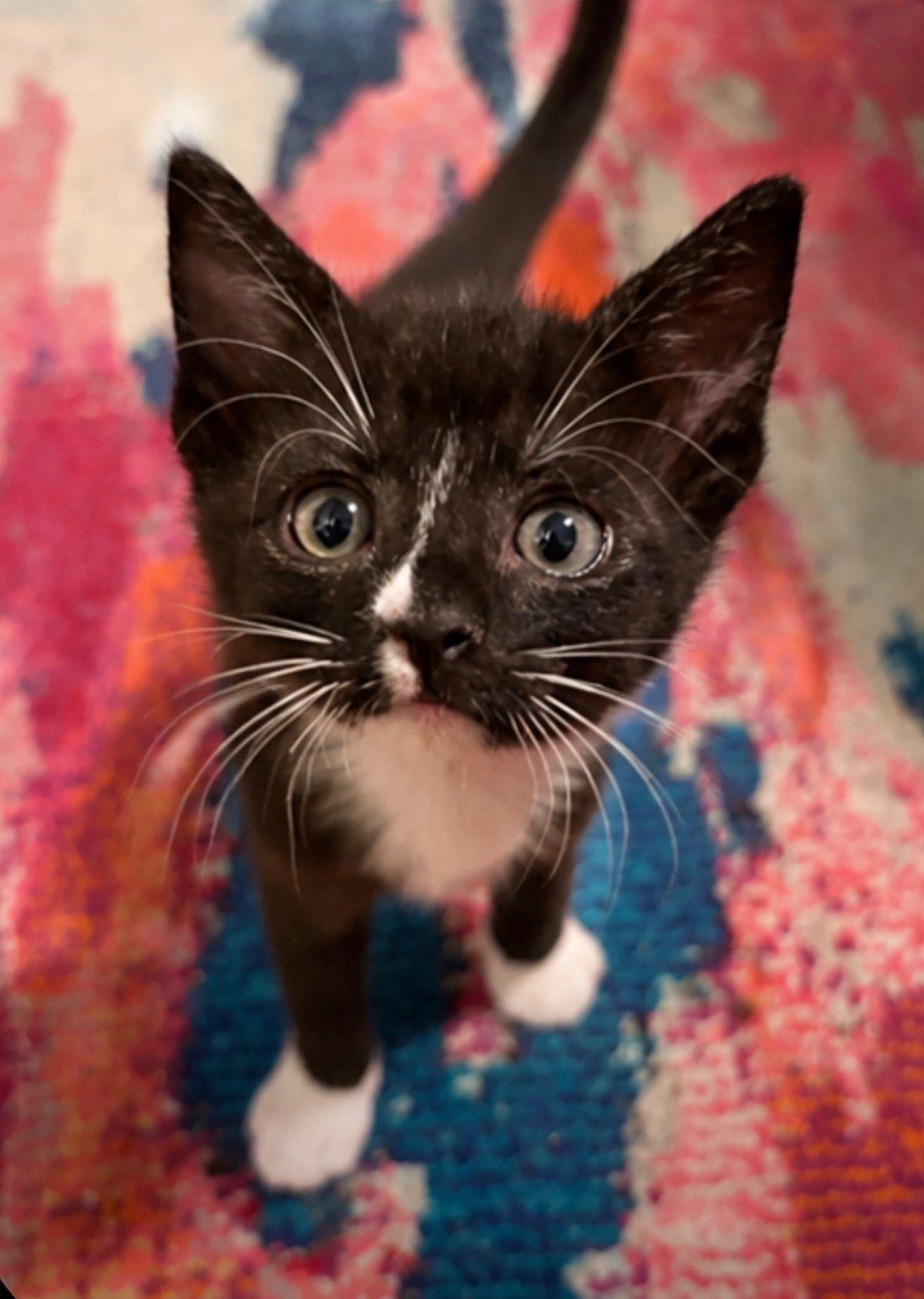 Enlarge Fresco, a Adoptable Domestic Short Hair in Melbourne , FL image 4/4