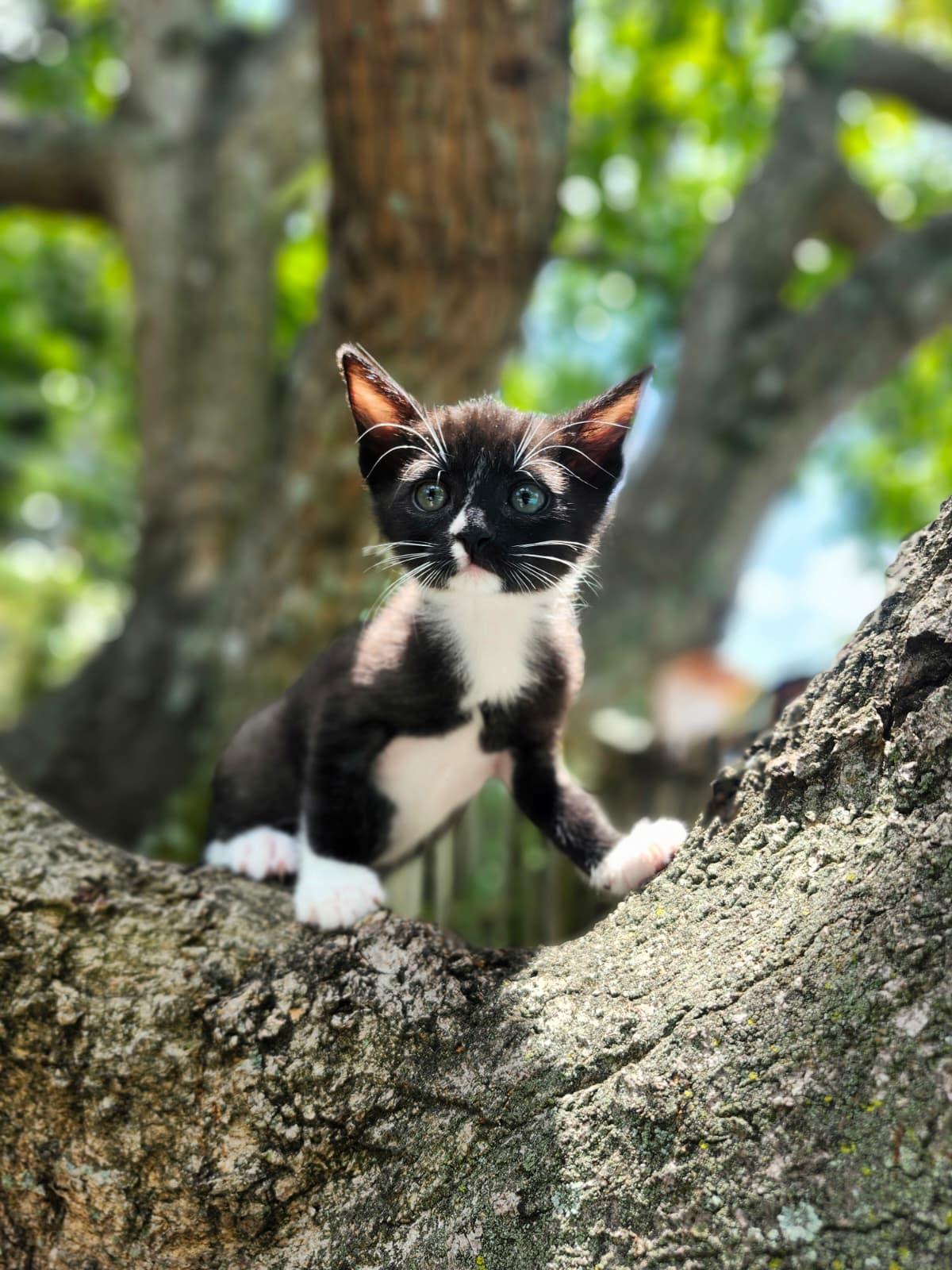 Enlarge Fresco, a Adoptable Domestic Short Hair in Melbourne , FL image 3/4