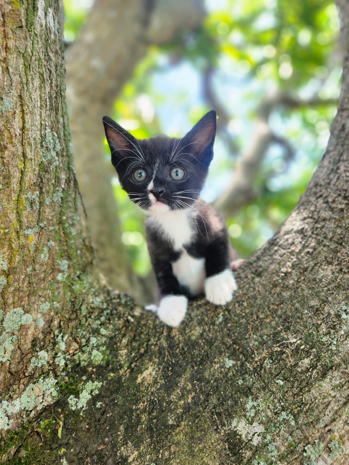 Enlarge Fresco, a Adoptable Domestic Short Hair in Melbourne , FL image 1/4