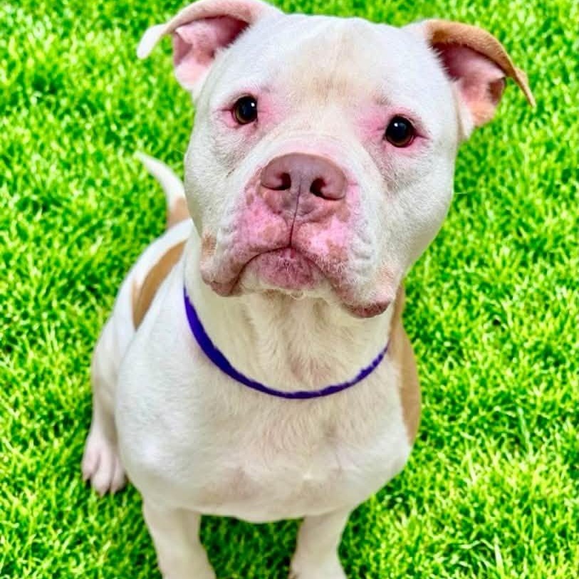 Chance, Adoptable, Adult Male Terrier.