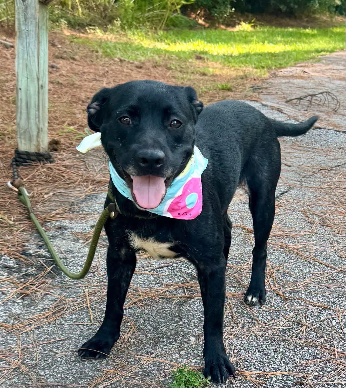 Enlarge Jane, a Adoptable mixed breed in Sumter, SC image 1/1