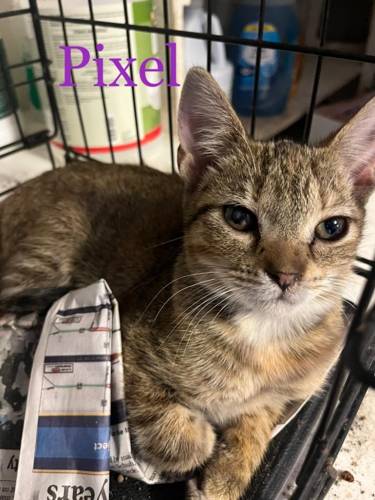 Enlarge Pixel, a Adoptable mixed breed in Princeton, IN image 1/1