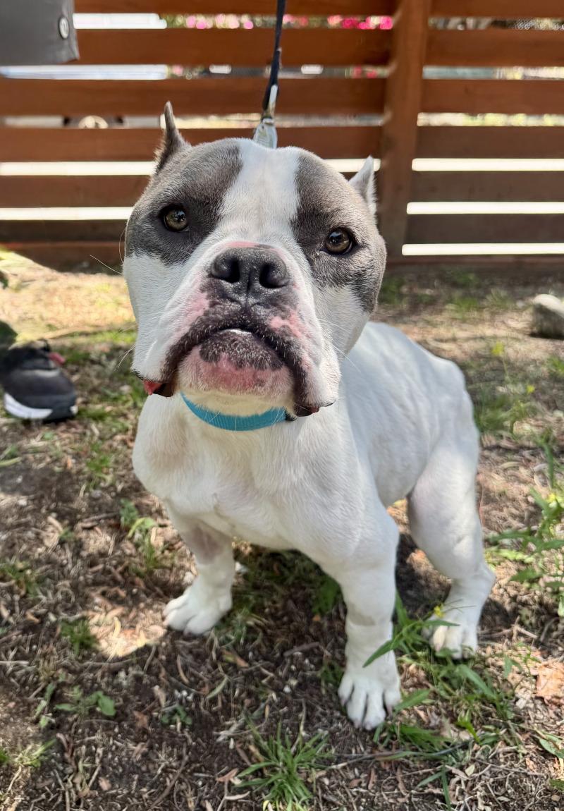 Enlarge Cody, a Adoptable Pit Bull Terrier in Valley Village, CA image 1/4