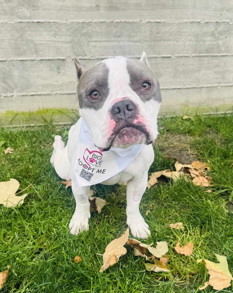 Enlarge Cody, a Adoptable Pit Bull Terrier in Valley Village, CA image 2/5