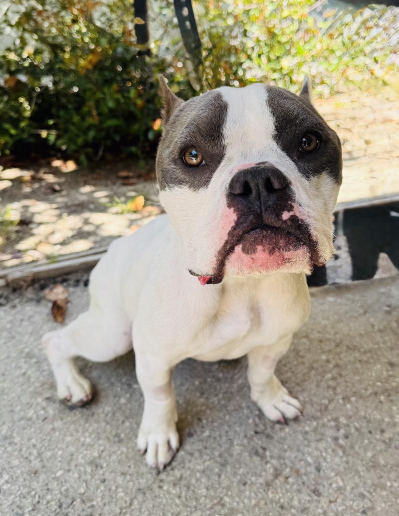 Enlarge Cody, a Adoptable Pit Bull Terrier in Valley Village, CA image 2/4