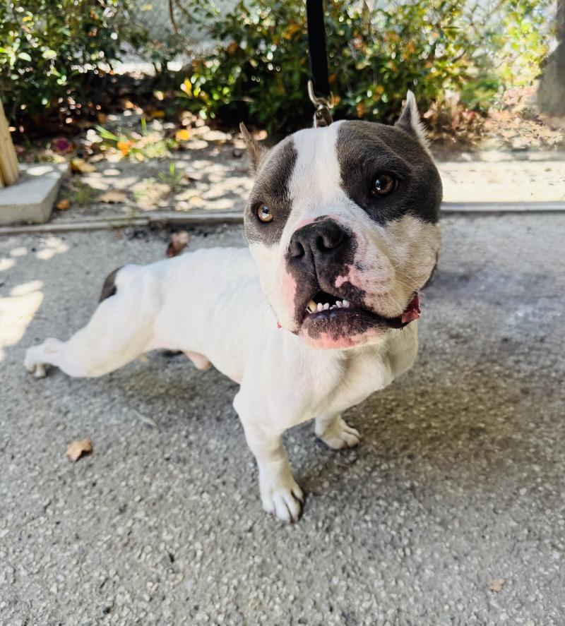 Enlarge Cody, a Adoptable Pit Bull Terrier in Valley Village, CA image 3/4