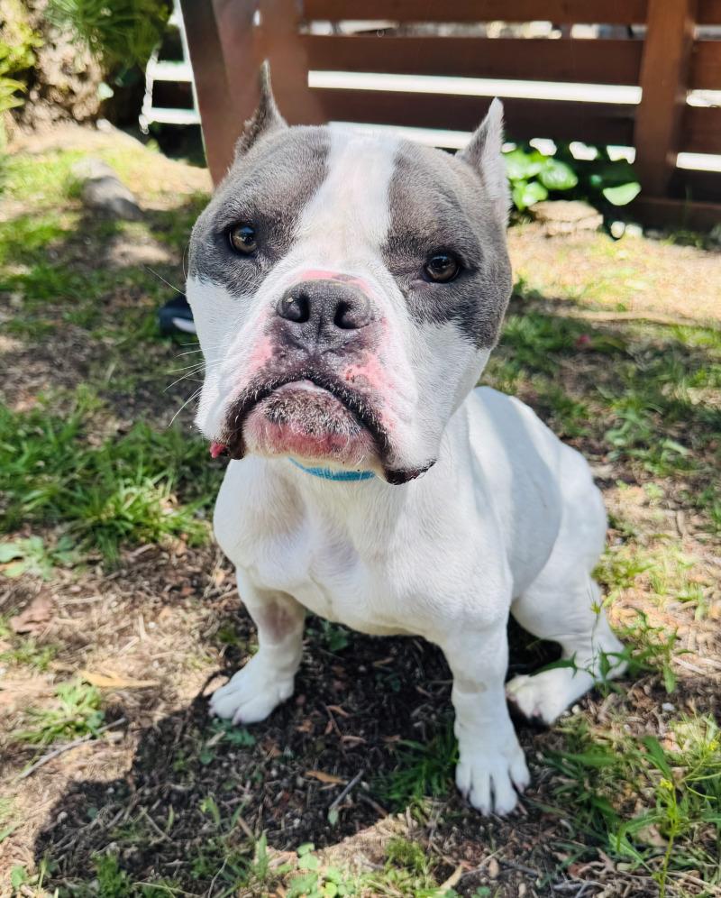 Enlarge Cody, a Adoptable Pit Bull Terrier in Valley Village, CA image 4/4