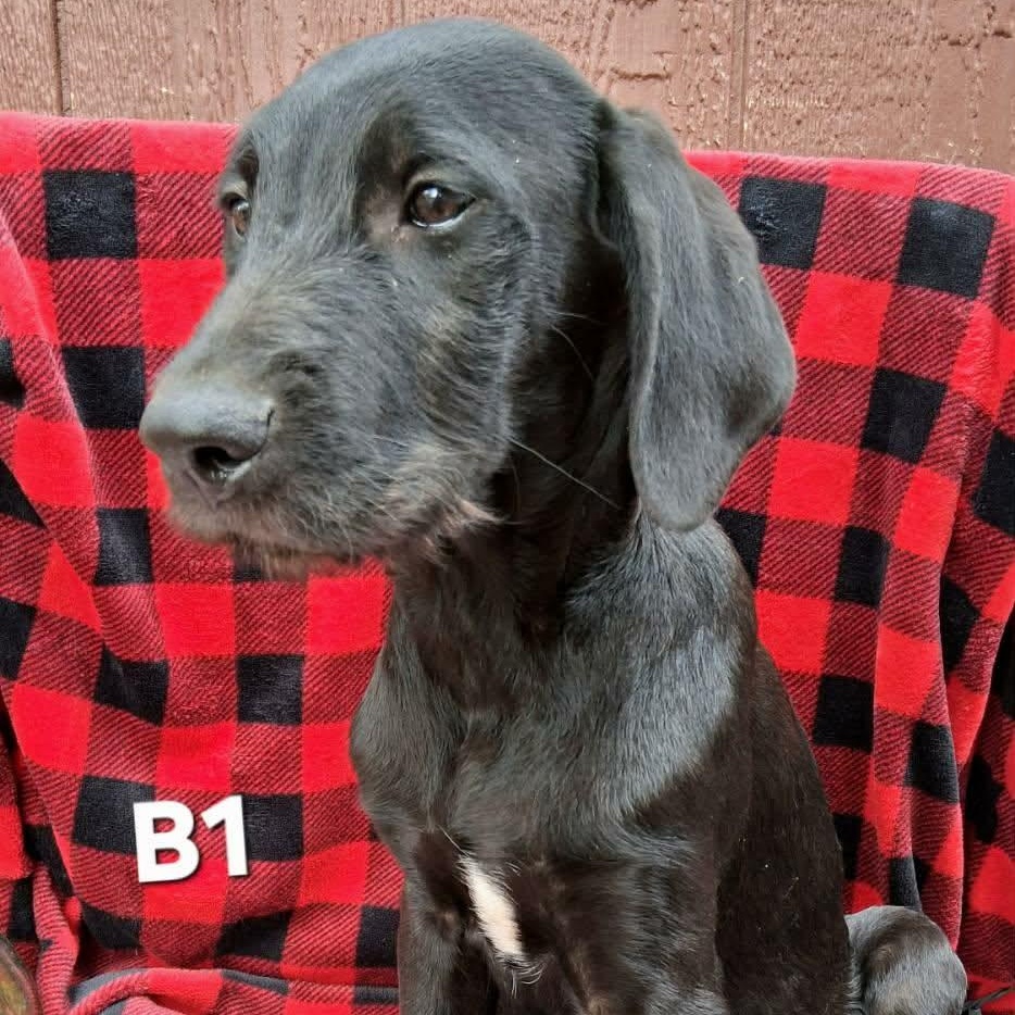 Calico Jack thumbnail 3