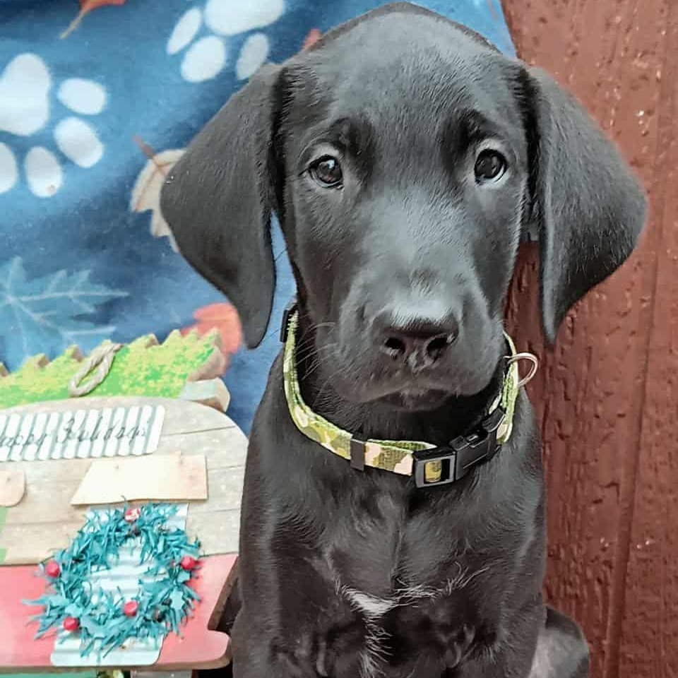 Calico Jack thumbnail 4