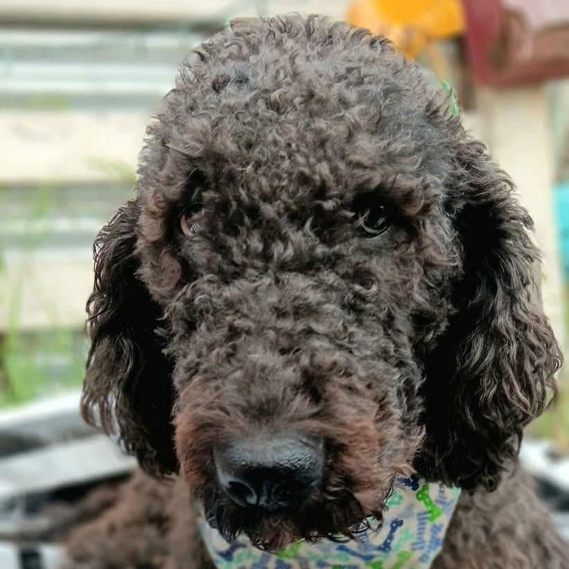 Calico Jack thumbnail 5