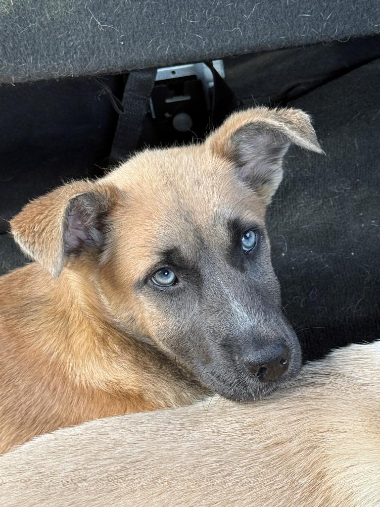 Nessy, Adoptable, Young Female Shepherd.