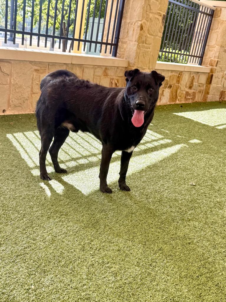 Ruben, Adoptable, Young Male Retriever.