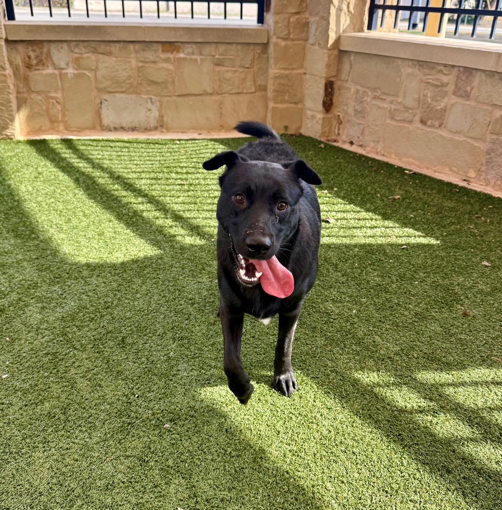 Enlarge Ruben, a Adoptable Retriever in Seguin, TX image 2/2