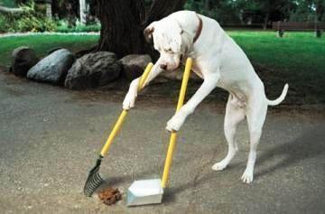 A Perfect Dog., Adoptable, Adult Male Labrador Retriever.