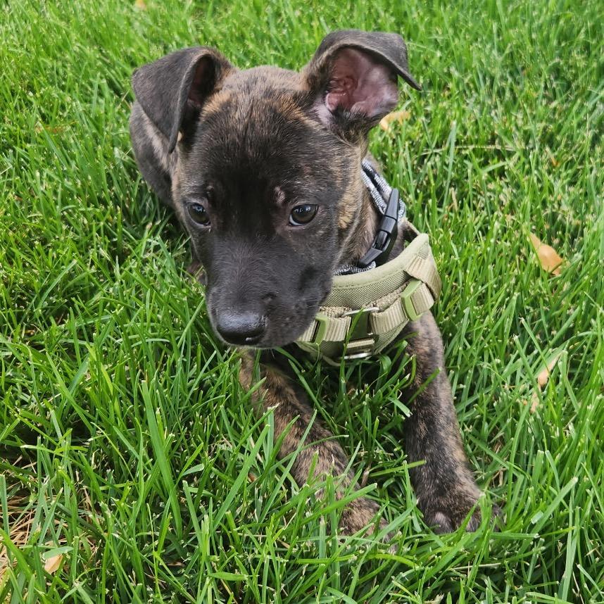 Enlarge Truff, a Adoptable mixed breed in Fort Collins, CO image 1/4