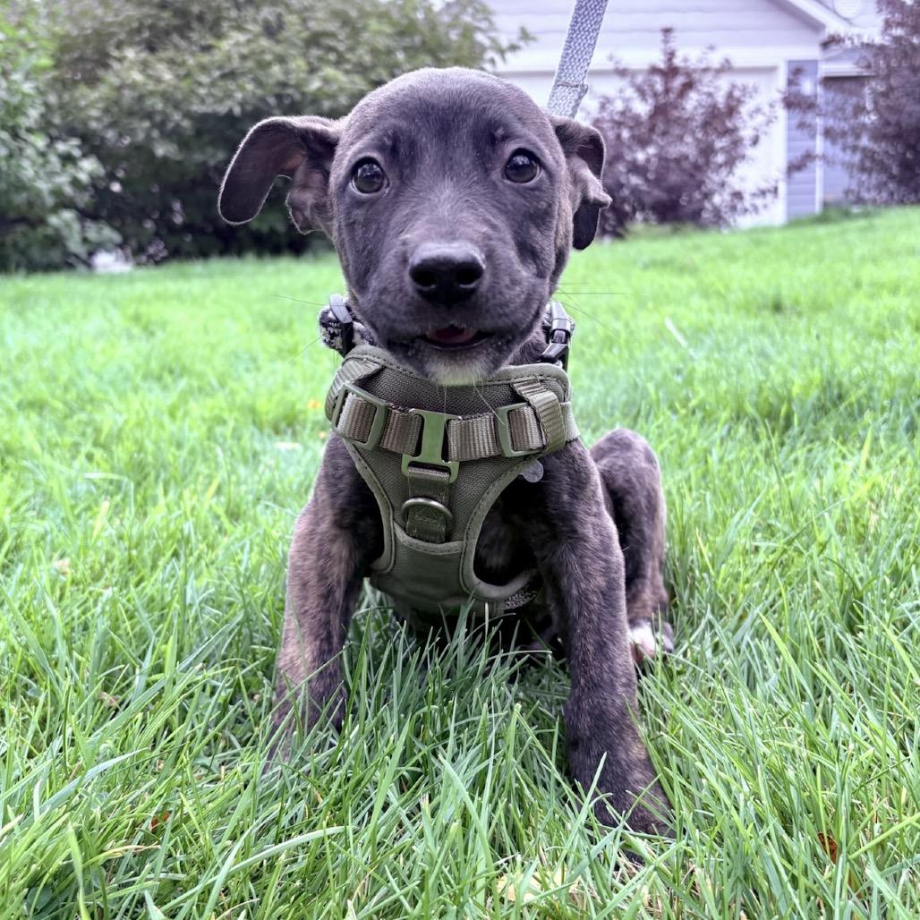 Enlarge Truff, a Adoptable mixed breed in Fort Collins, CO image 2/4