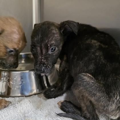 Enlarge Truff, a Adoptable mixed breed in Fort Collins, CO image 3/4