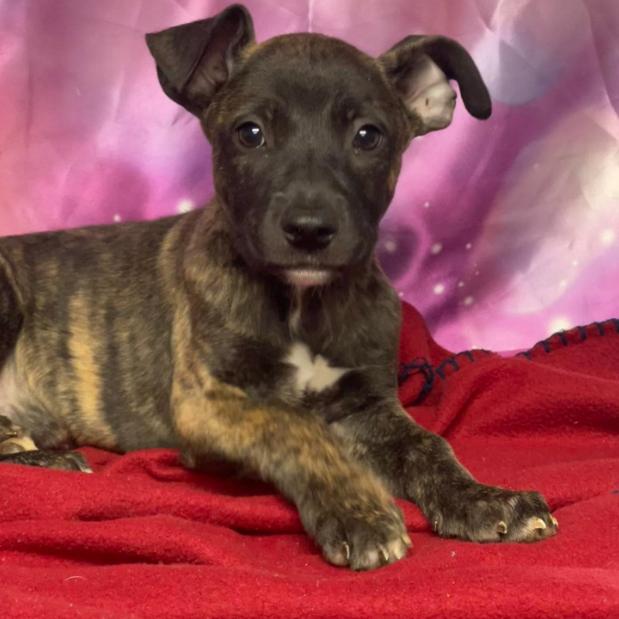 Enlarge Truff, a Adoptable mixed breed in Fort Collins, CO image 4/4