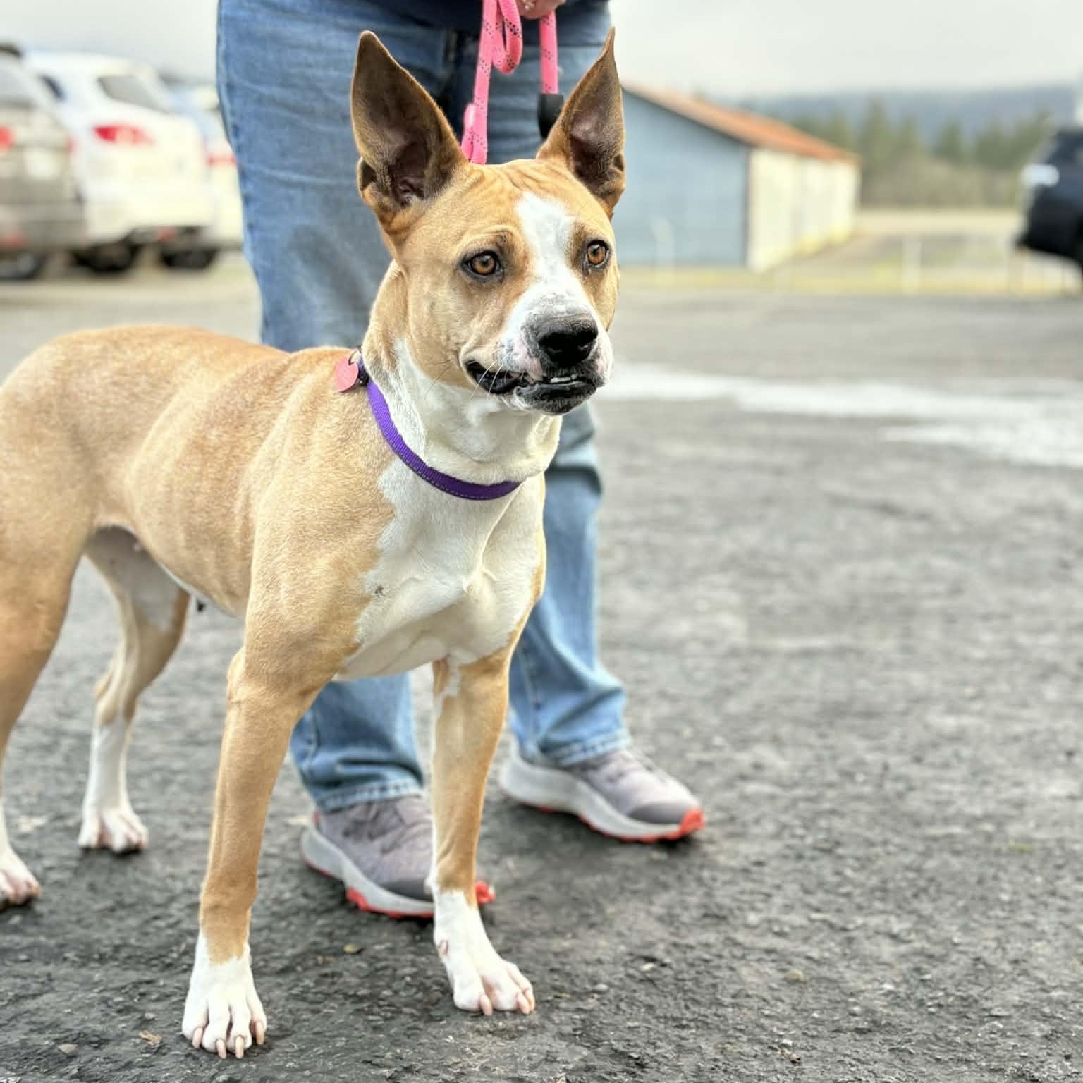 Snorkel, ADOPTABLE, Adult Female Pit Bull Terrier.