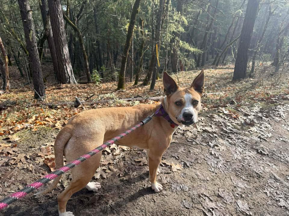 Enlarge Snorkel, a ADOPTABLE mixed breed in Grants Pass, OR image 2/6