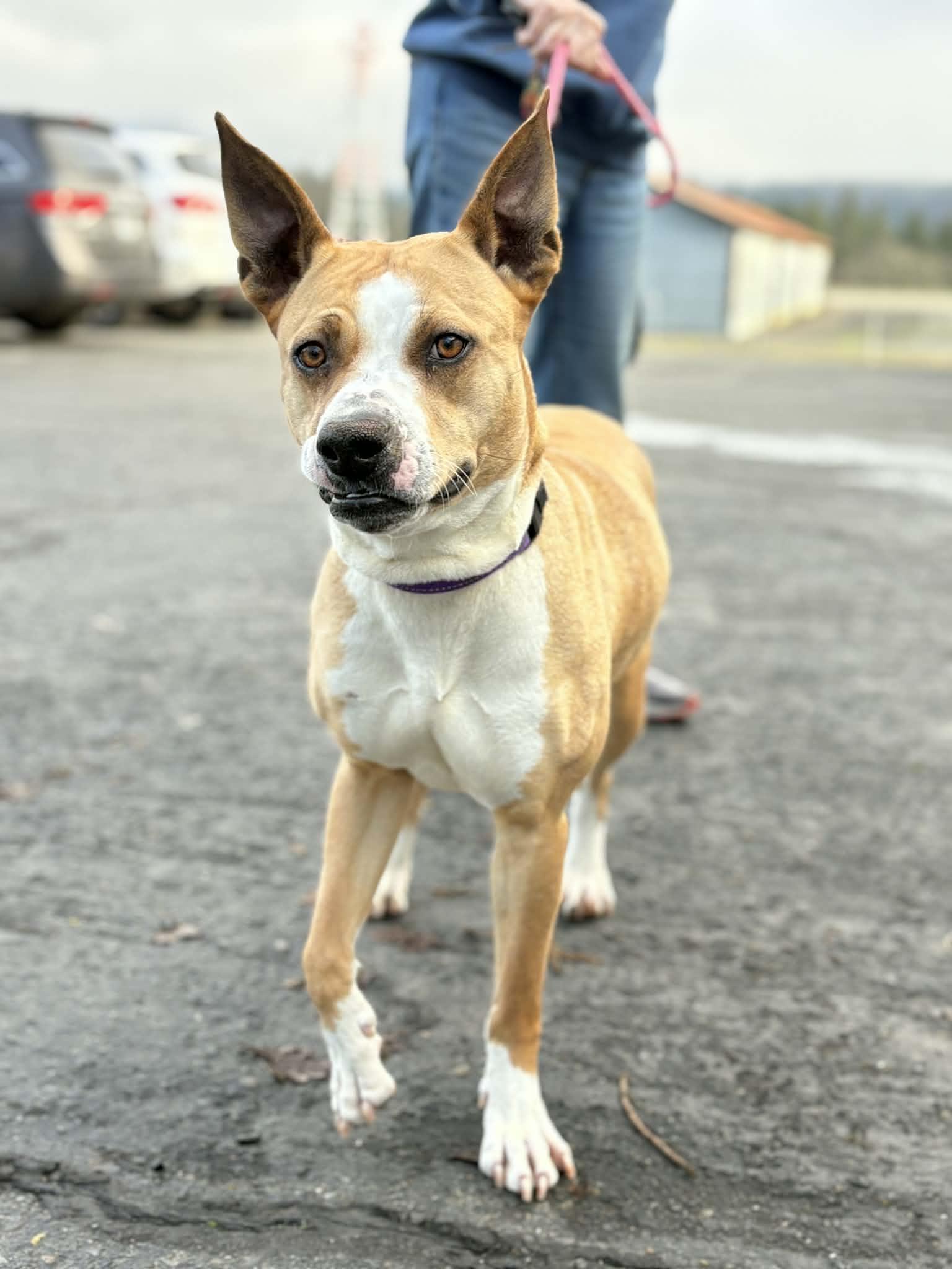 Enlarge Snorkel, a ADOPTABLE mixed breed in Grants Pass, OR image 2/4