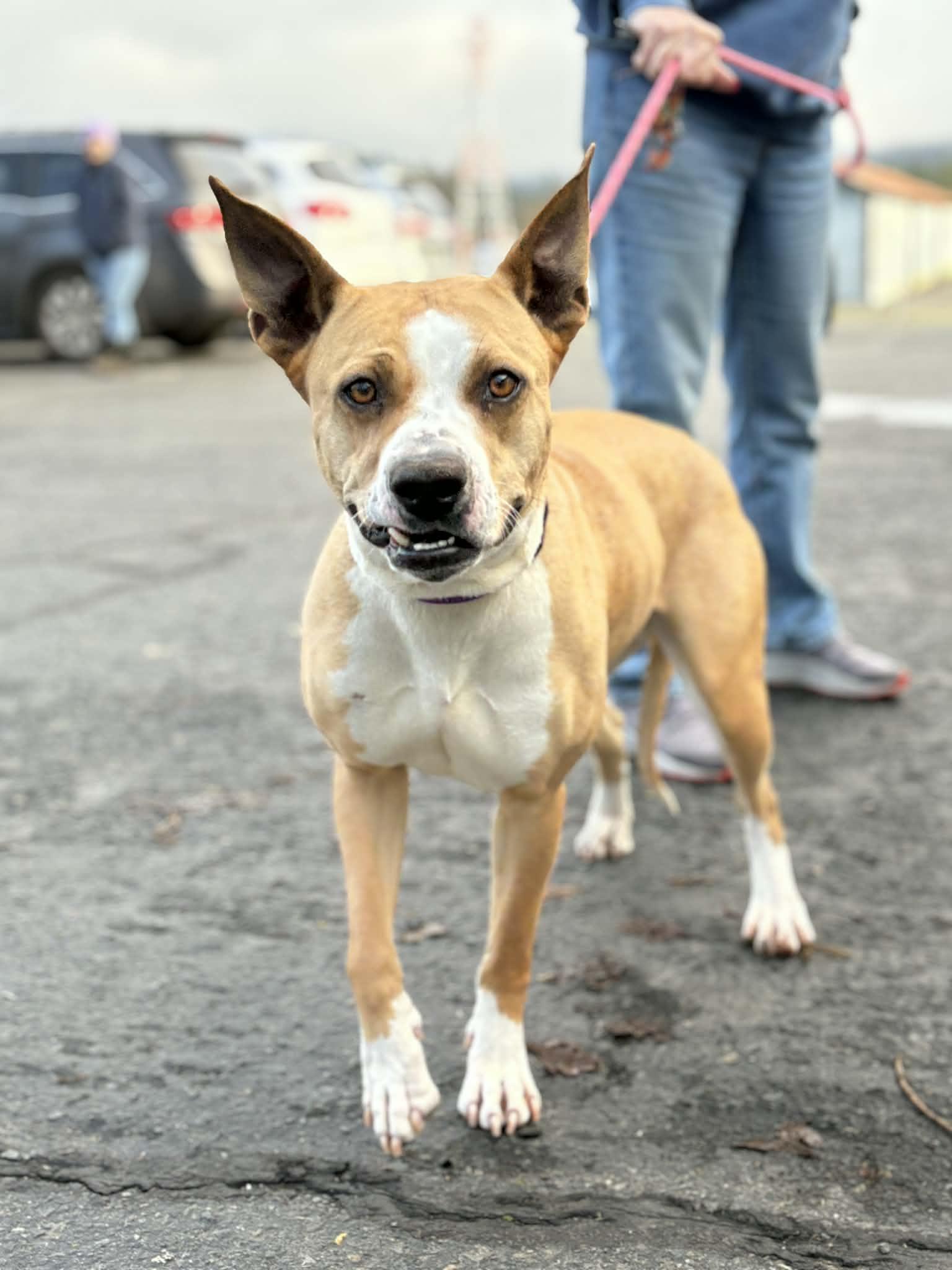 Enlarge Snorkel, a ADOPTABLE mixed breed in Grants Pass, OR image 3/4