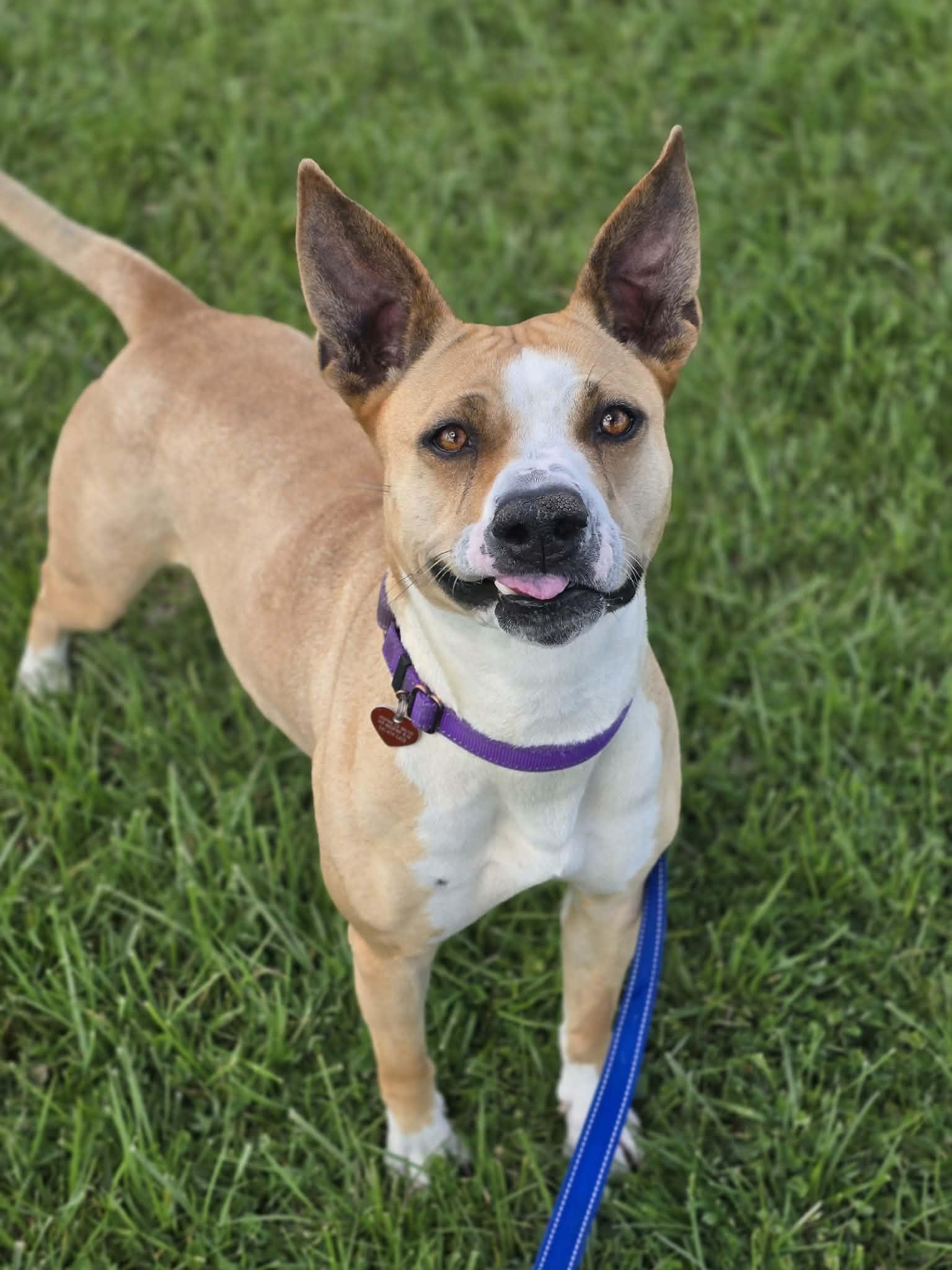 Enlarge Snorkel, a ADOPTABLE mixed breed in Grants Pass, OR image 2/6