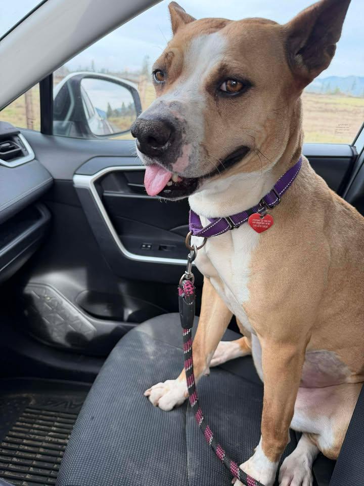 Enlarge Snorkel, a ADOPTABLE mixed breed in Grants Pass, OR image 4/6