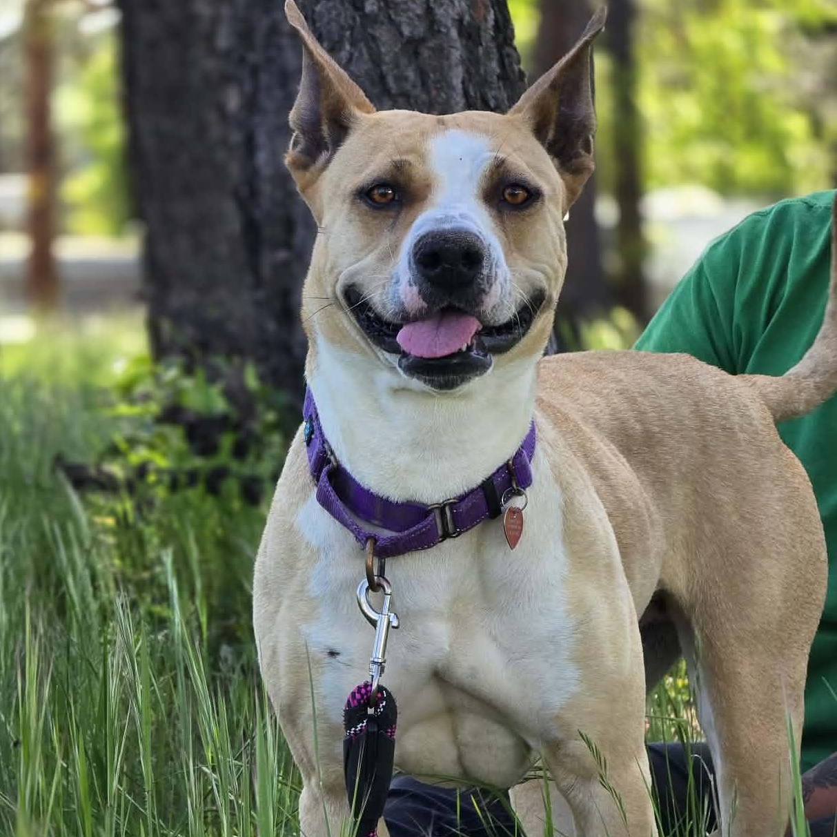 Snorkel, a ADOPTABLE mixed breed in Grants Pass, OR image 1/6