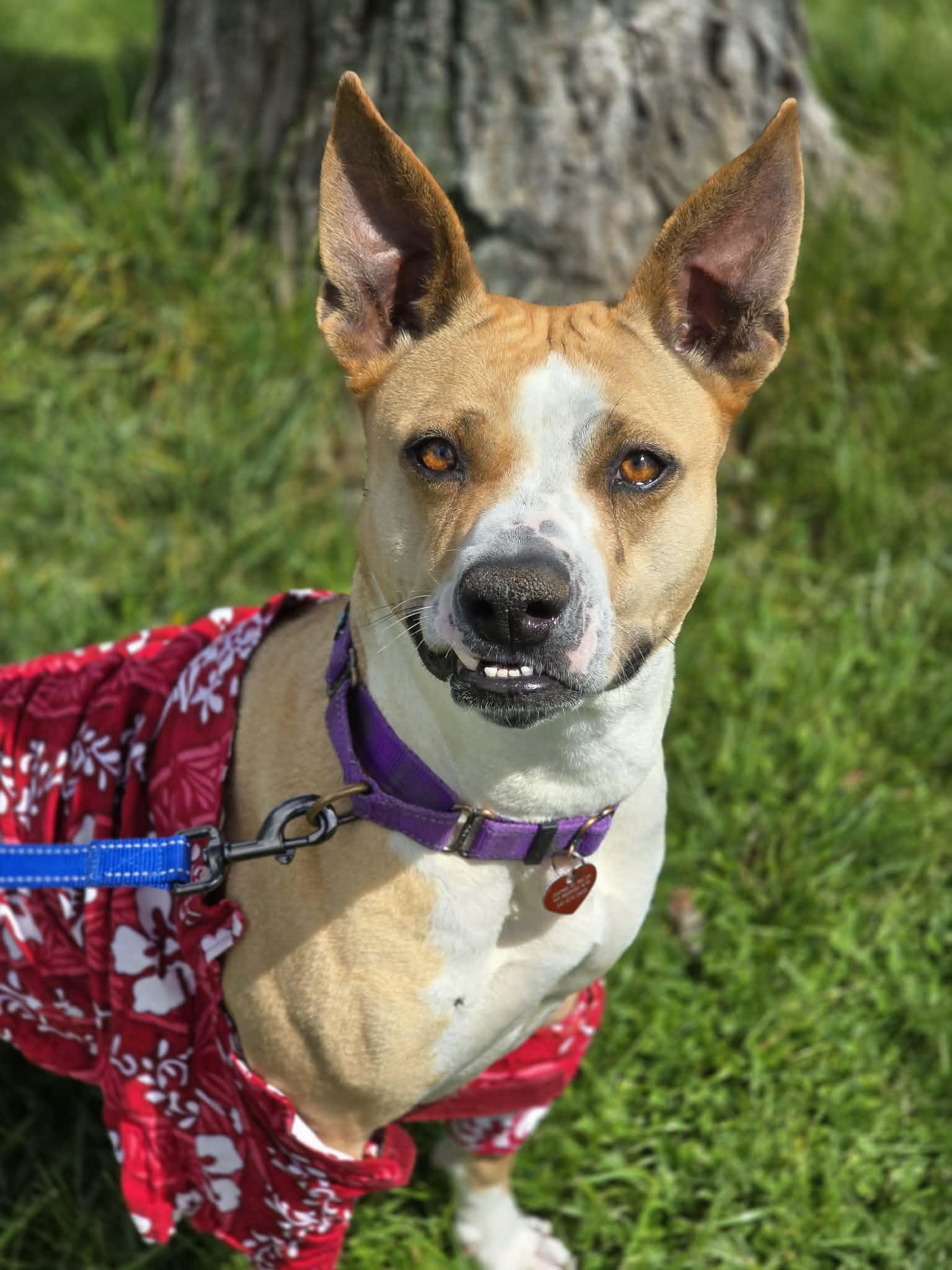 Enlarge Snorkel, a ADOPTABLE mixed breed in Grants Pass, OR image 1/6