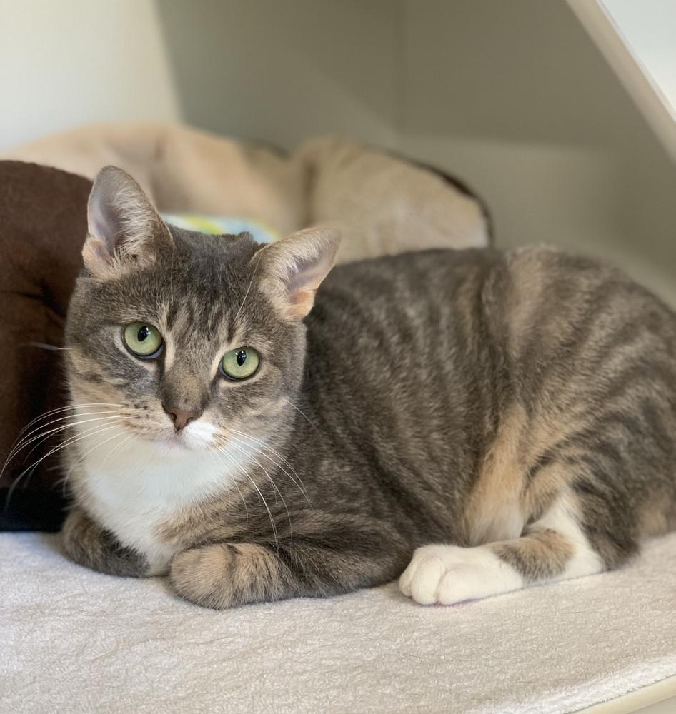 Nena, Adoptable, Adult Female Domestic Short Hair.