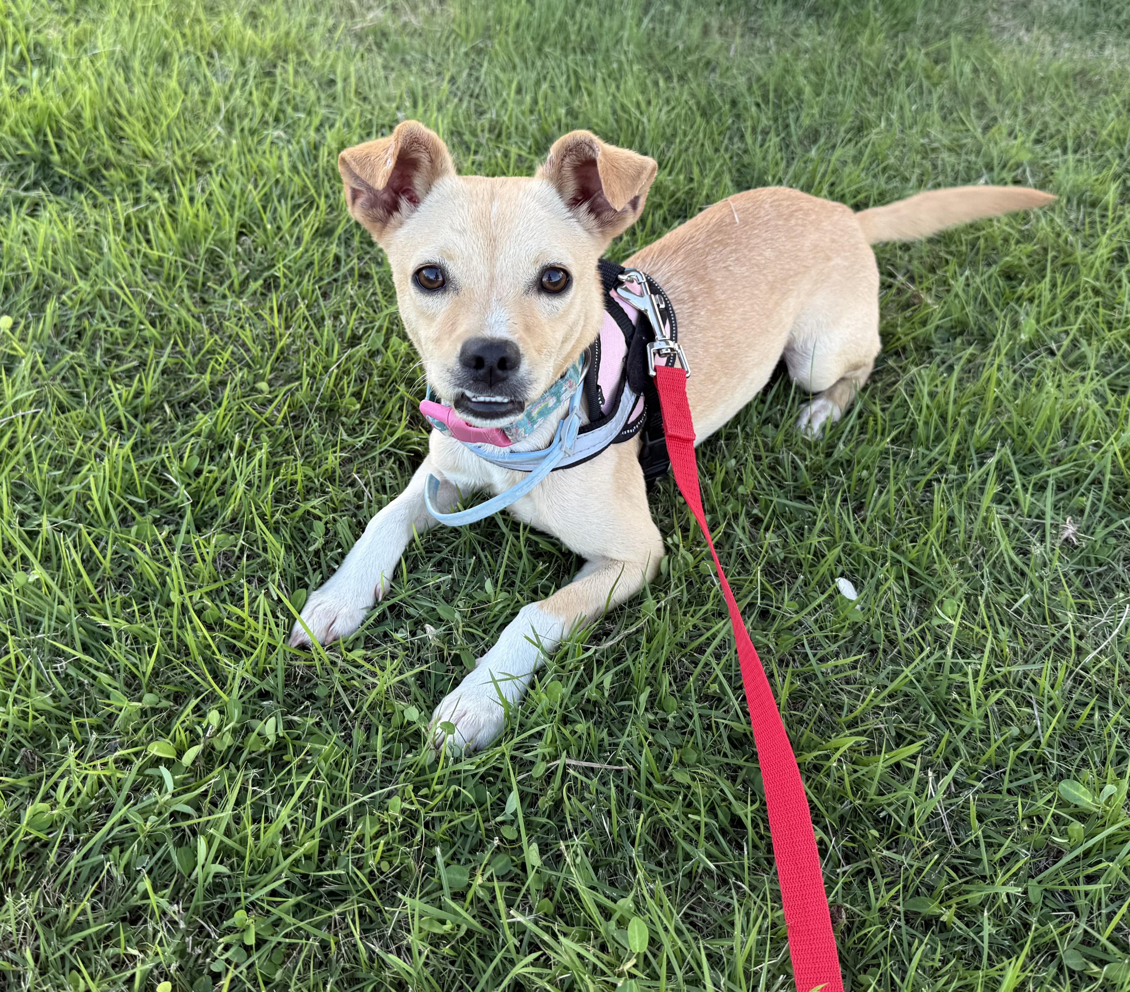 Enlarge Pancho - loving, small and underbite cutie!, a Adopted mixed breed in Isabela, PR image 3/6
