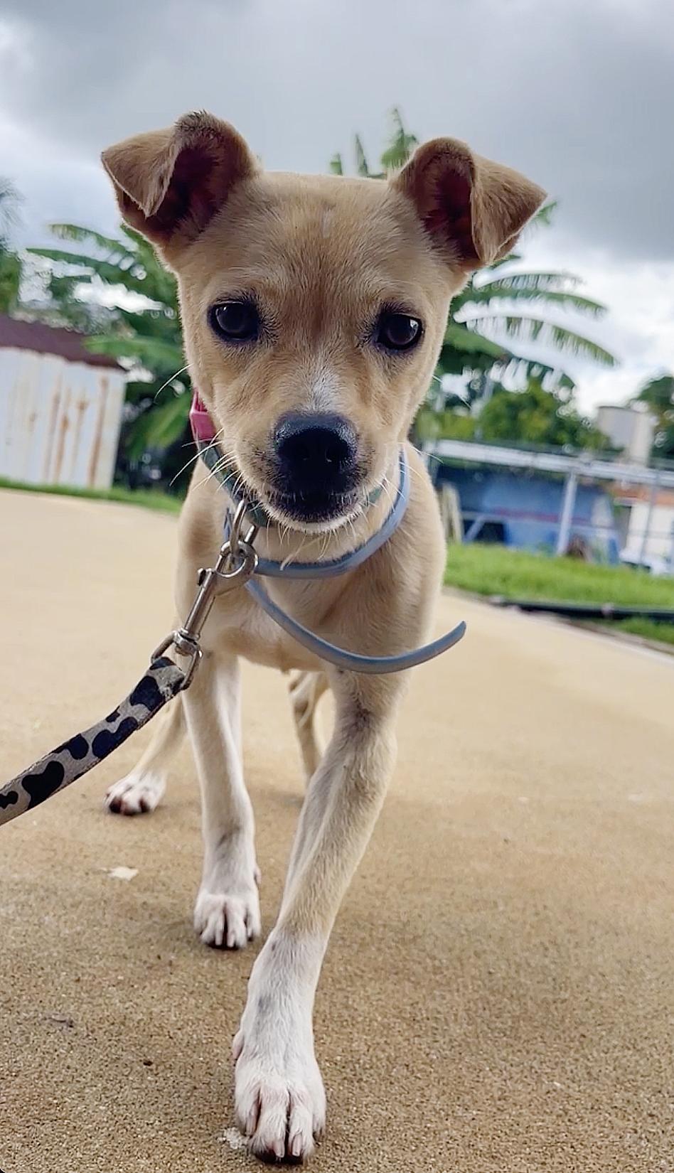 Enlarge Pancho - loving, small and underbite cutie!, a Adopted mixed breed in Isabela, PR image 4/6