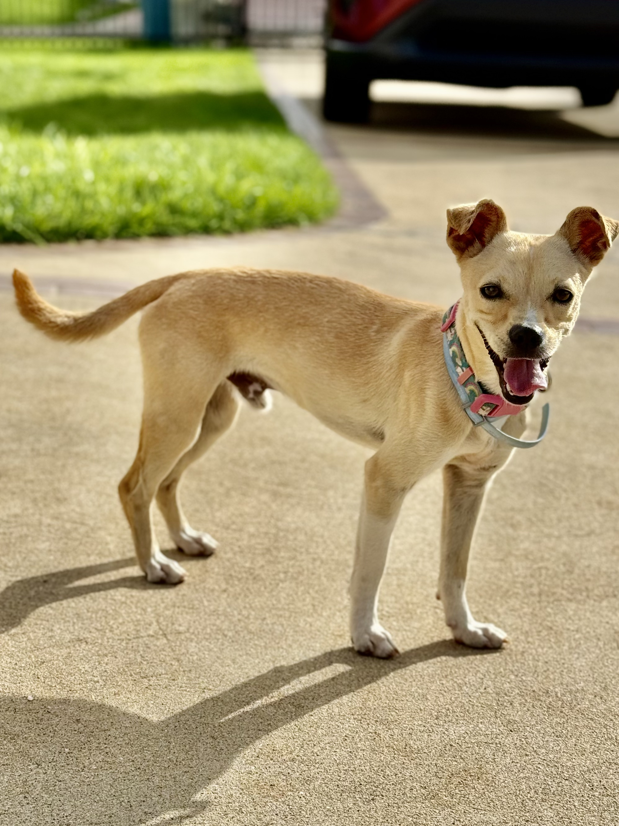 Enlarge Pancho - loving, small and underbite cutie!, a Adopted mixed breed in Isabela, PR image 5/6