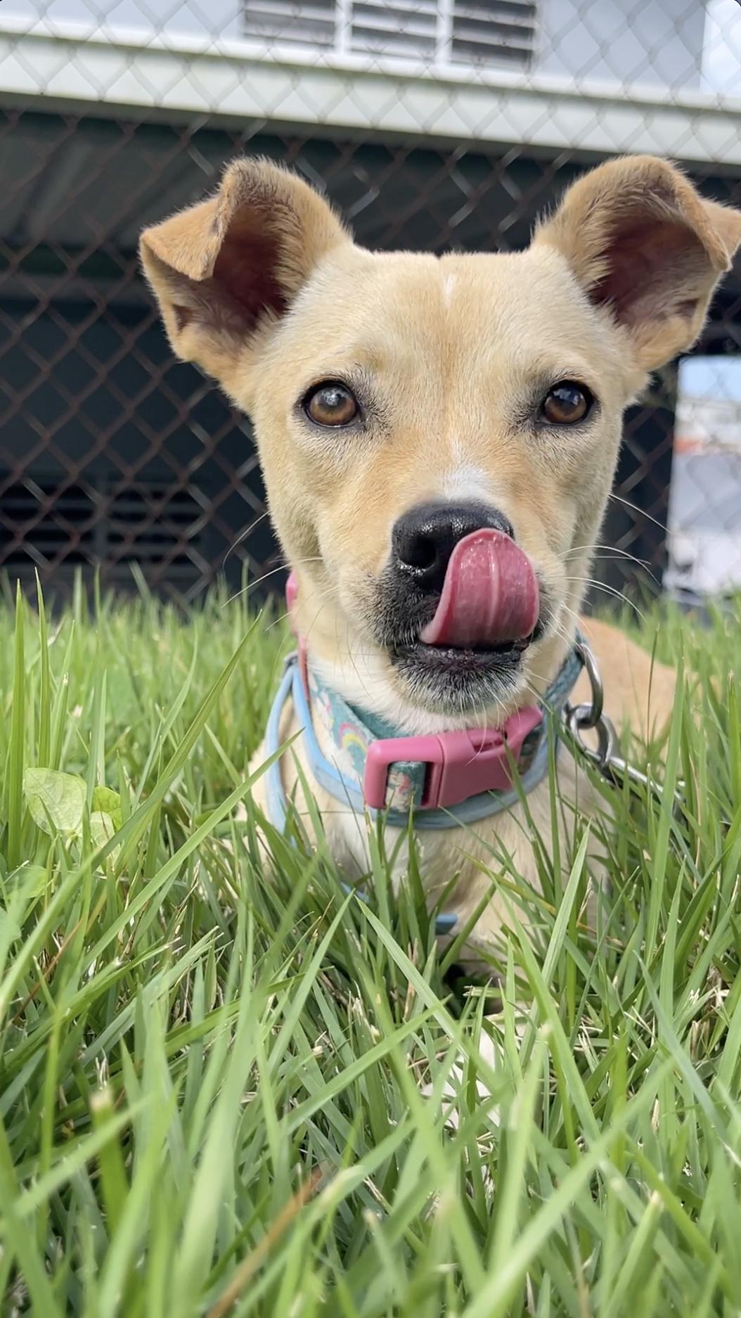 Enlarge Pancho - loving, small and underbite cutie!, a Adopted mixed breed in Isabela, PR image 1/6