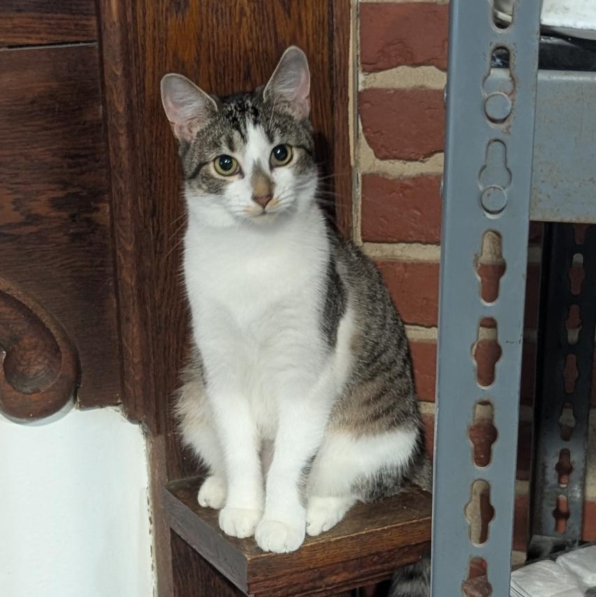 Bonnie, ADOPTABLE, Kitten Female Domestic Short Hair.